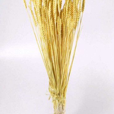 Triticum Bright Yellow (wheat) 70cm