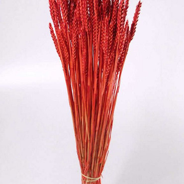 Triticum Bright Red (wheat) 70cm