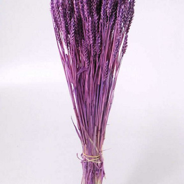 Triticum Hellviolet (Weizen) 70cm