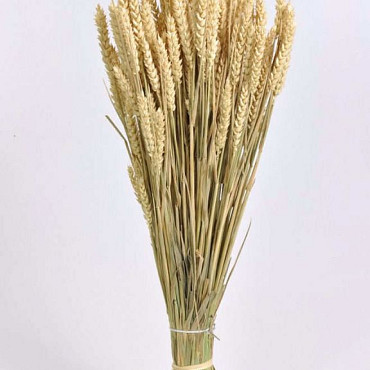 Tarwe Zongebleekt 70cm