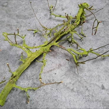 Trunk of a pear 60-80cm