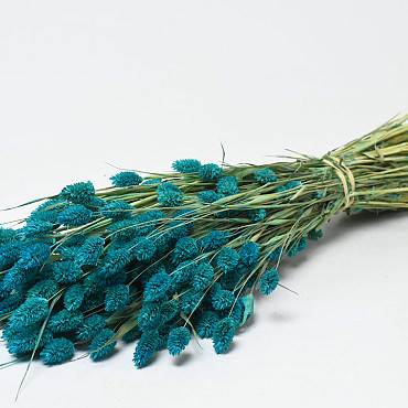Bouquet Phalaris Bleu 70cm