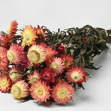 Helichrysum Open Salmon 45cm
