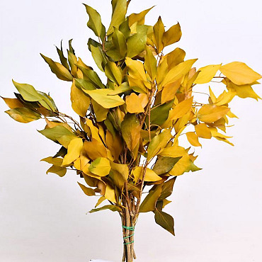 Hedera Klimop Geel 40-50cm