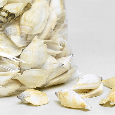 Muscheln Strombus Weiss 1kg