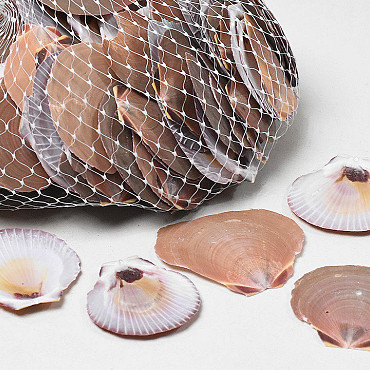 Shells Amusium Japonicum 1kg