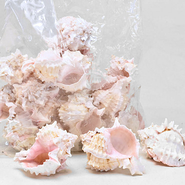 Shells Pink Murex 1kg