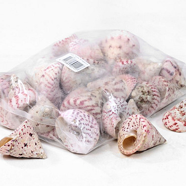 Schelpen Trochus Strawberry 1kg