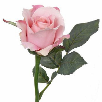 Rose Rosa 30cm