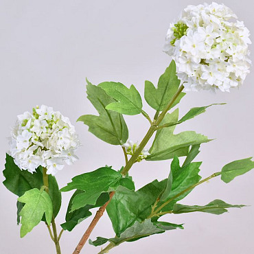 Viburnum Blanc 40cm