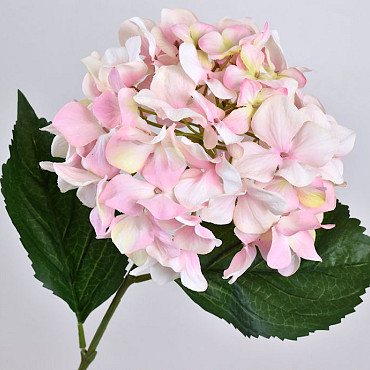 Hortensia Rose-Blanc 68cm