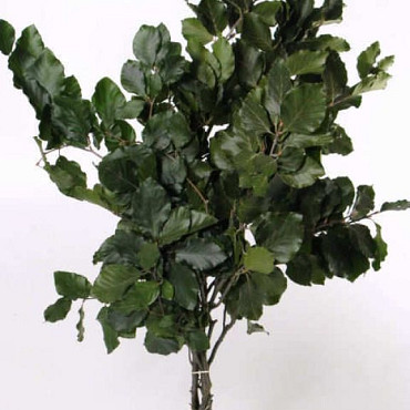 Beech Leaves green 60-70cm