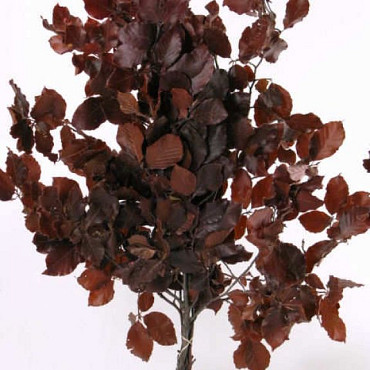 Beech Leaves Red 60-70cm