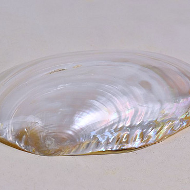 Schelpen Mother of Pearl 20cm