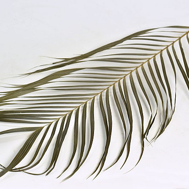 Areca Palmenblätter 60cm