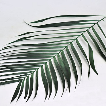 Areca Feuilles Palmées 80cm Vert