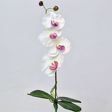 Orchidée Papillon 50cm Blanc