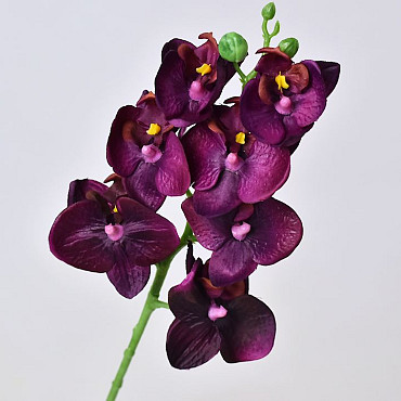Phalaenopsis 50cm Paars