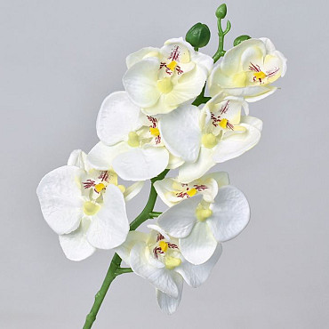 Orchidée Papillon 50cm Blanc