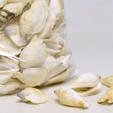 Shells Canarium White 1kg