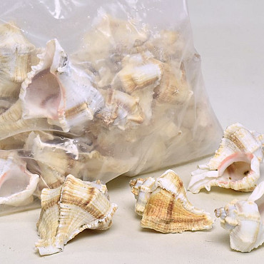 Shells White Mulli 1kg