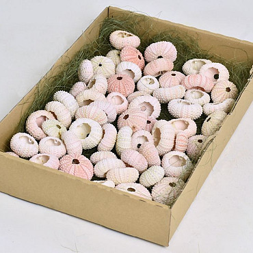 Boîte d'Oursins Rose 4-5cm