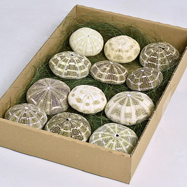 Box of Urchin Paya Paya