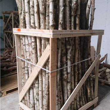 Berkenstam 2m 5-7cm