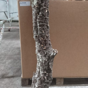 Kurk Stam XL 110-130cm