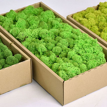 Reindeer Moss Spring Green 500g.