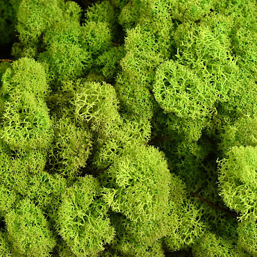 Reindeer Moss Lime Green Kg