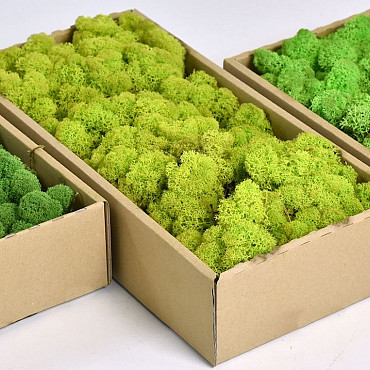 Reindeer Moss Lime Green 500g.