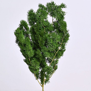 Ming Fern Vert 40cm