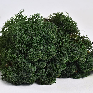 Reindeer Moss Dark Green 40g.