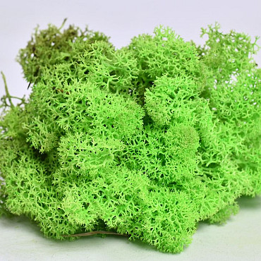 Reindeer Moss Spring Green 40g.