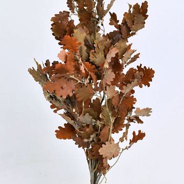 Oak Leaves Brown 50-60cm