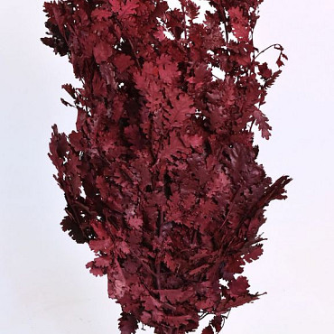 Feuille de Chêne Rouge 1Kg