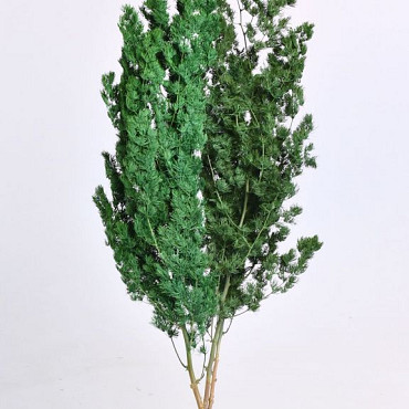 Asparagus Myrocladius Green 200gr.