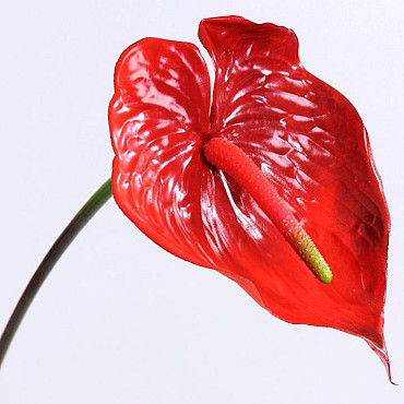 Anthurium 70cm-18cm Rood