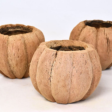 Coconut Pumpkin