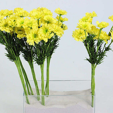 Bouquet de Asters 30cm jaune