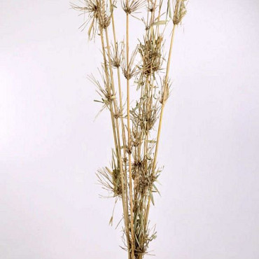 Bamboo stem with leafs 1m