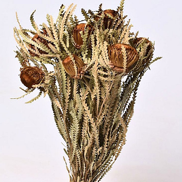 Banksia Formosa