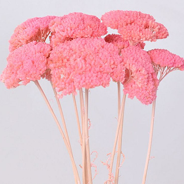 Achillea Parker Bright Pink 70cm