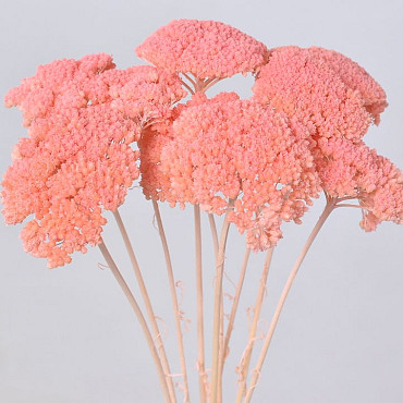 Achillea Parker Pastel Peach 70cm