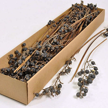 Black Berry Branch 100-Pack