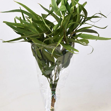 Eucalyptus Globus 65cm