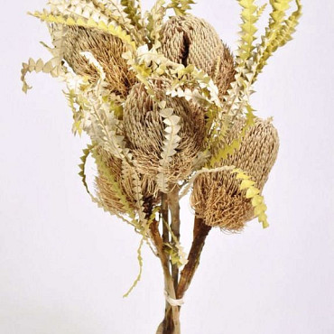 Banksia Speciosa 30-40cm