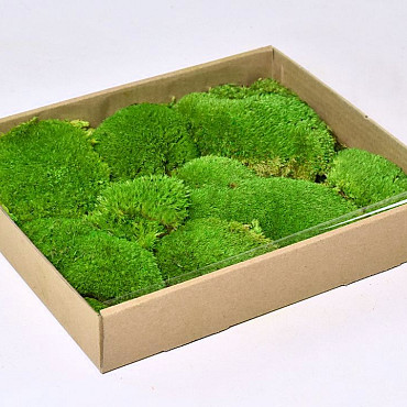 Cushion Moss light green (tray 27x32cm)