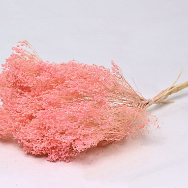 Broom Bloom Pastel Pink 50cm